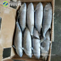 New Stock Sea Frozen Whole Striped Bonito Tuna Fish 1.5kg up